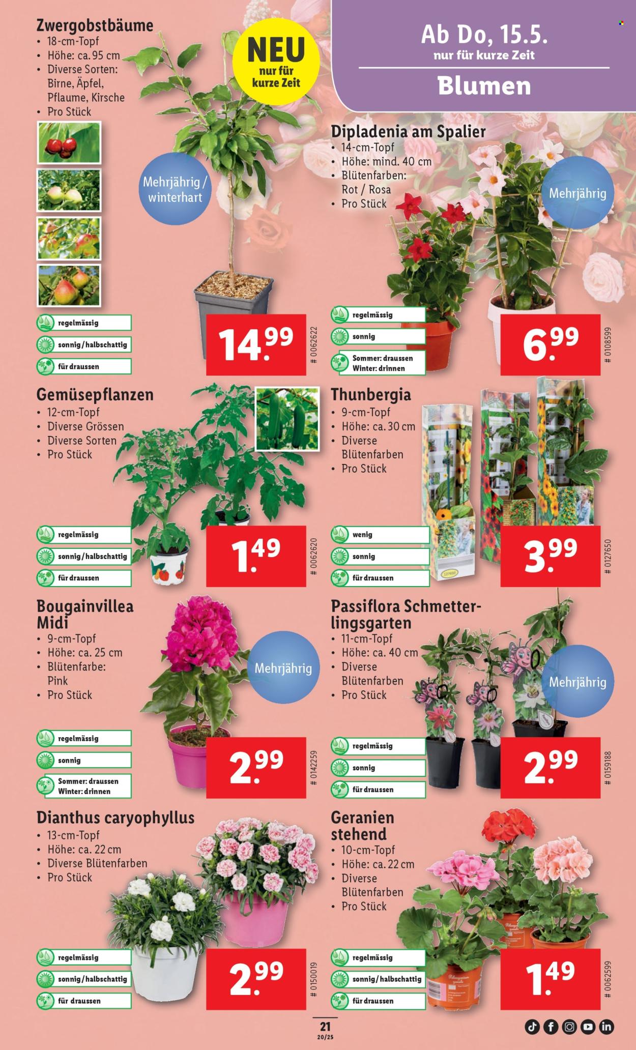 Volantino Lidl - 15.5.2025 - 21.5.2025. Pagina 25.