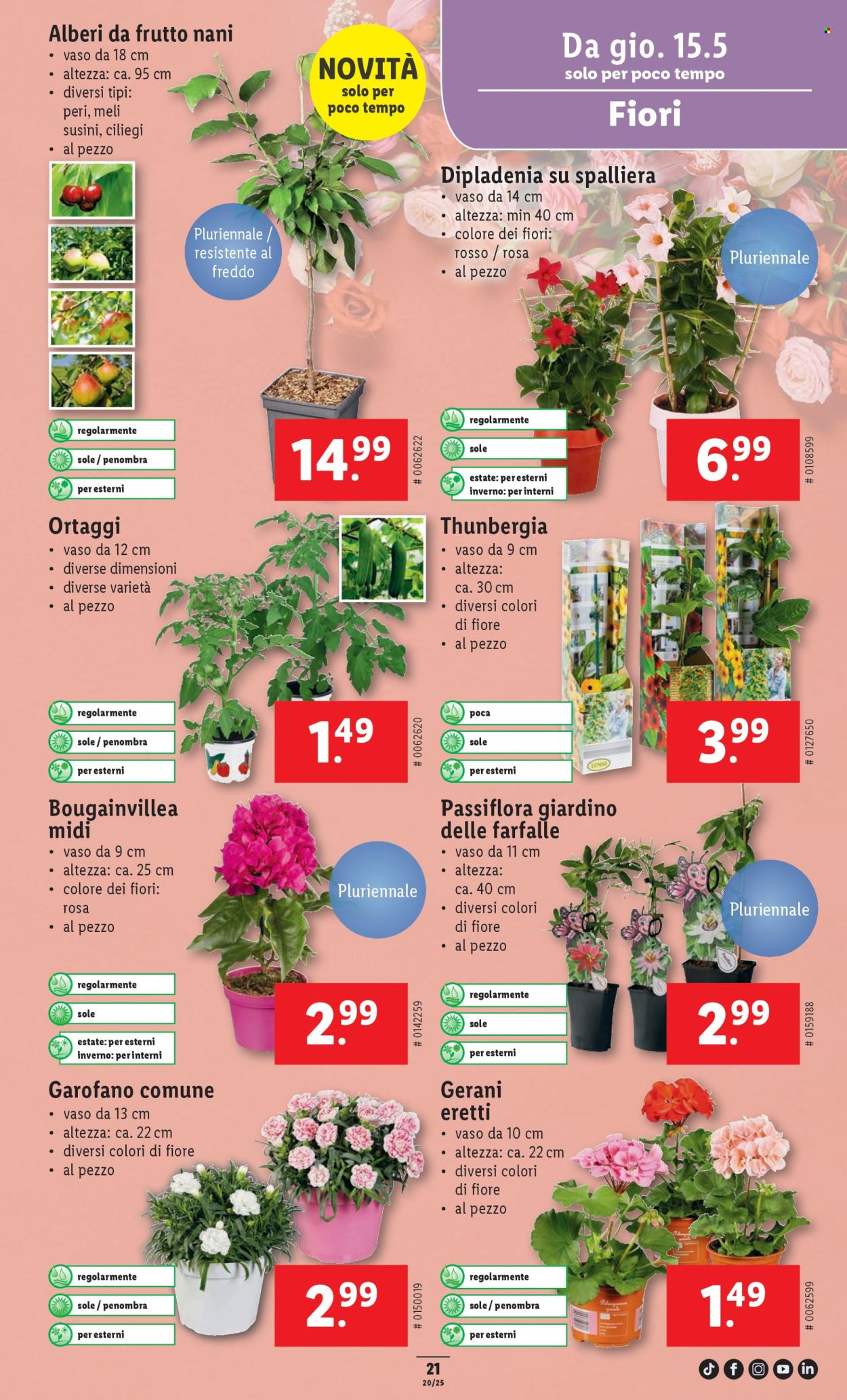 Volantino Lidl - 15.5.2025 - 21.5.2025. Pagina 25.
