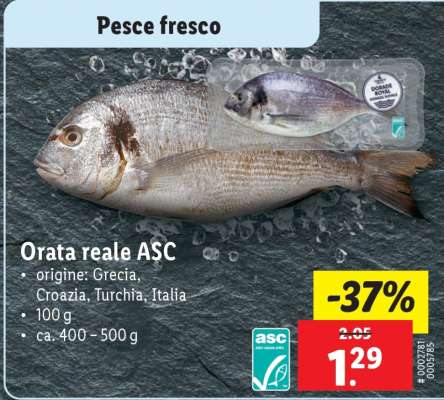 Orata reale ASC