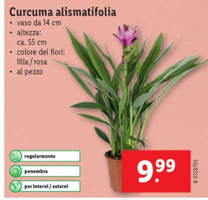 Curcuma alismatifolia