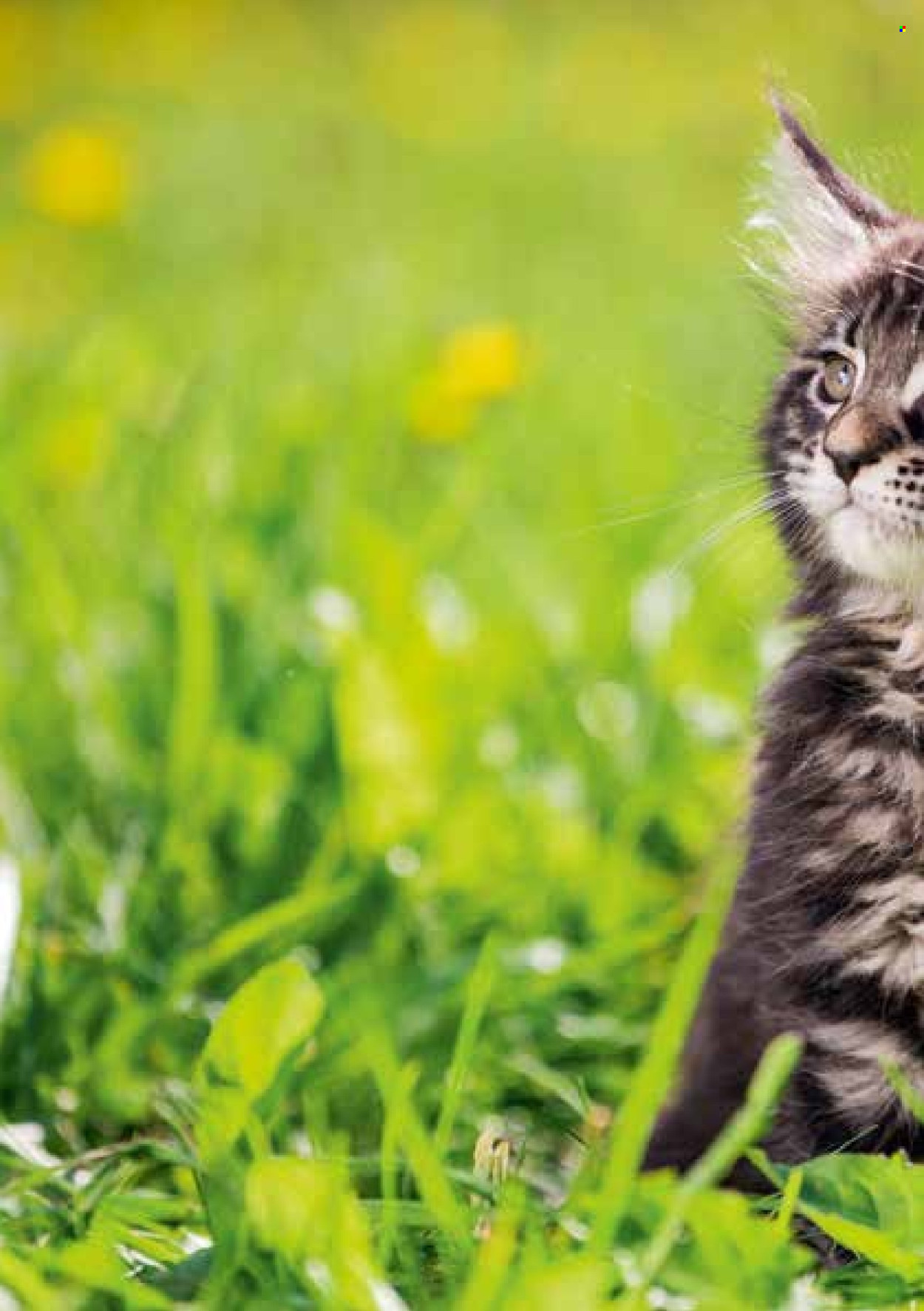 Volantino Volg. Pagina 20. Pagina 20