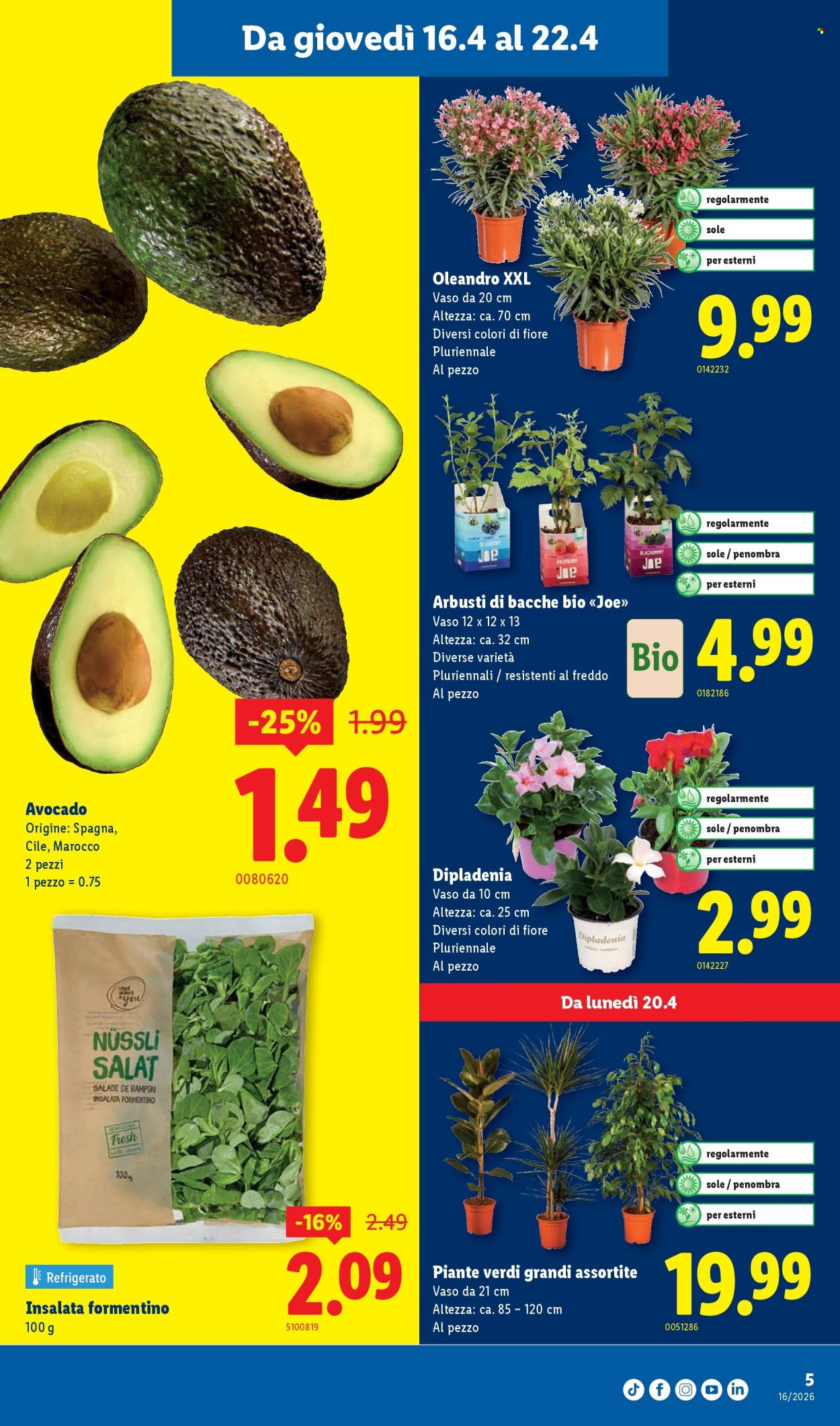 Volantino Lidl - 16.4.2026 - 22.4.2026. Pagina 5. Pagina 5