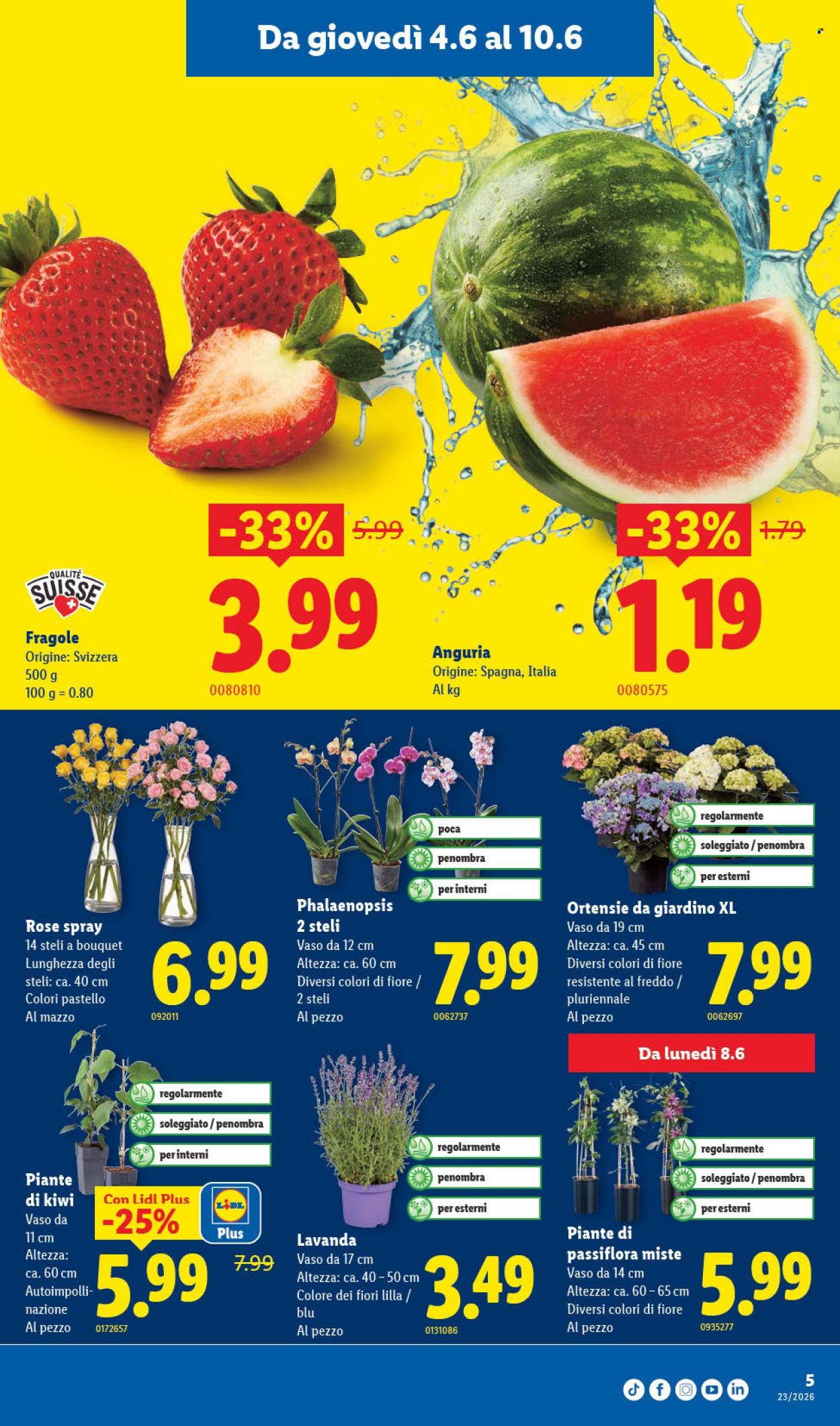 Volantino Lidl - 4.6.2026 - 10.6.2026. Pagina 5. Pagina 5